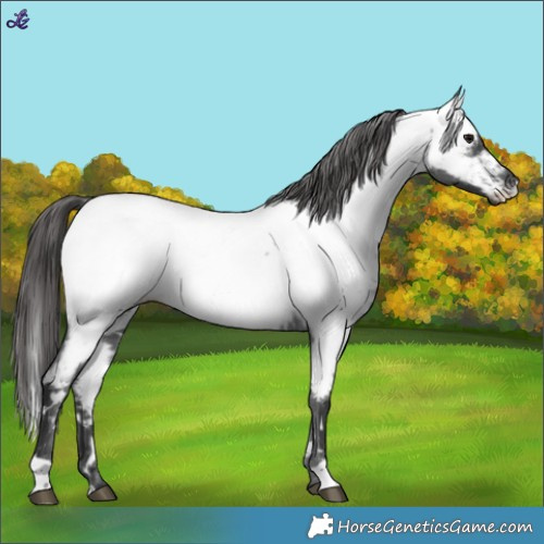 Horse Color:White Spotted Blue Roan Appaloosa 