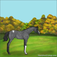 Horse Color:Blue Roan Appaloosa 