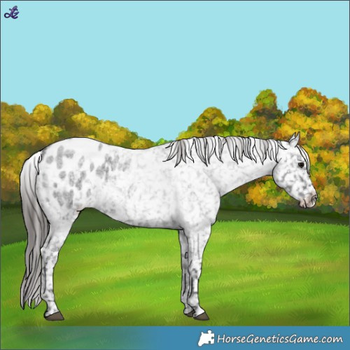 Horse Color:Blue Roan Appaloosa 