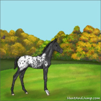Horse Color:Blue Roan Appaloosa 