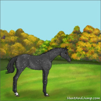 Horse Color:Blue Roan Snowflake Varnish