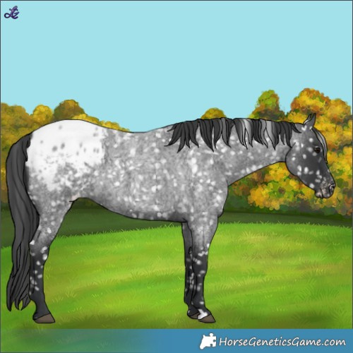Horse Color:Blue Roan Appaloosa 