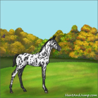 Horse Color:Blue Roan Appaloosa 
