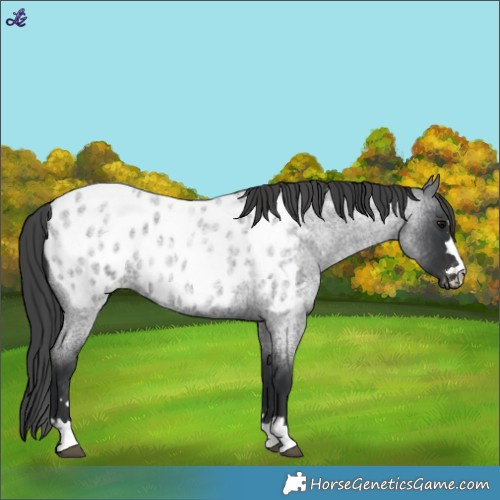 Horse Color:Blue Roan Appaloosa 