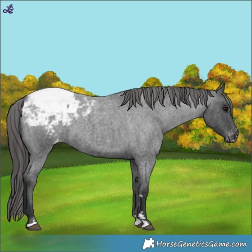Horse Color:Blue Roan Appaloosa 