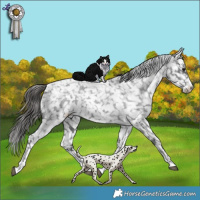 Horse Color:Blue Roan Snowflake Varnish 