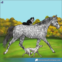 Horse Color:Blue Roan Appaloosa 