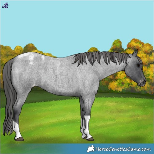 Horse Color:Blue Roan Tobiano Appaloosa 