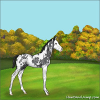 Horse Color:White Spotted Blue Roan Splash Appaloosa 