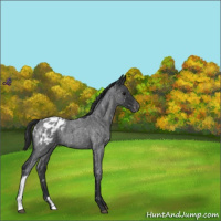 Horse Color:Blue Roan Appaloosa