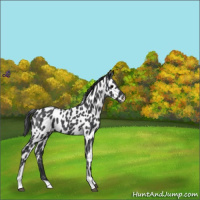 Horse Color:Blue Roan Tobiano Appaloosa 