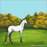 Horse Color:Blue Roan Appaloosa
