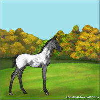 Horse Color:Blue Roan Appaloosa 