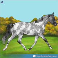 Horse Color:White Spotted Blue Roan Appaloosa