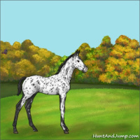 Horse Color:Blue Roan Appaloosa