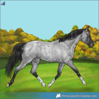 Horse Color:Blue Roan Appaloosa 