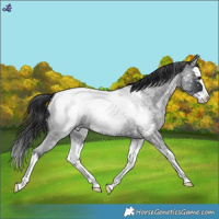 Horse Color:Blue Roan Splash Snowcap
