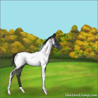 Horse Color:Blue Roan Tobiano Appaloosa