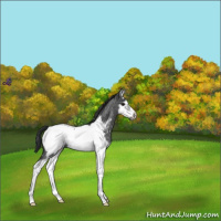 Horse Color:Blue Roan Splash Frame Appaloosa 