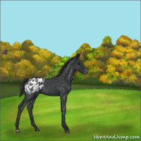 Horse Color:Blue Roan Appaloosa