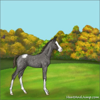 Horse Color:Smoky Blue Roan Splash Snowflake Varnish