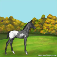 Horse Color:Blue Roan Snowcap 