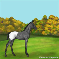 Horse Color:Blue Roan Snowcap 