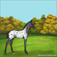 Horse Color:Blue Roan Appaloosa 