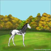 Horse Color:Blue Roan Splash Appaloosa 