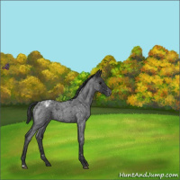 Horse Color:Blue Roan Snowflake Varnish