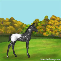 Horse Color:White Spotted Blue Roan Appaloosa 