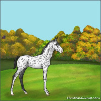 Horse Color:Blue Roan Frame Near Leopard 