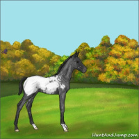 Horse Color:Blue Roan Snowcap 