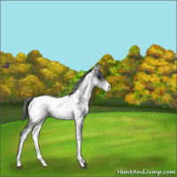 Horse Color:White Spotted Blue Roan Snowcap 