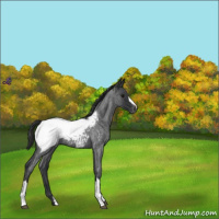 Horse Color:Blue Roan Snowcap 