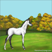 Horse Color:Blue Roan Near Fewspot 