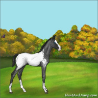 Horse Color:Blue Roan Splash Appaloosa 