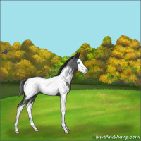 Horse Color:Blue Roan Splash Near Fewspot 