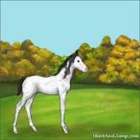 Horse Color:Blue Roan Splash Near Fewspot 