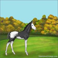 Horse Color:Blue Roan Splash Snowcap 