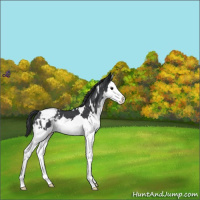 Horse Color:White Spotted Blue Roan Splash Varnish 