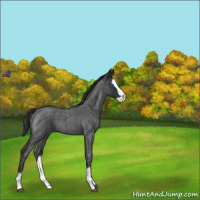 Horse Color:Blue Roan Splash Appaloosa 