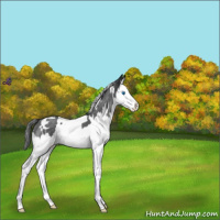 Horse Color:White Spotted Blue Roan Splash Varnish 