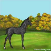 Horse Color:Blue Roan Appaloosa 