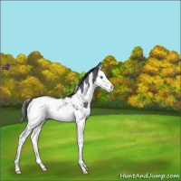 Horse Color:White Spotted Blue Roan Splash Snowcap 