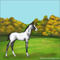 Horse Color:White Spotted Blue Roan Splash Appaloosa