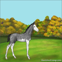 Horse Color:Blue Roan Splash Snowflake Varnish