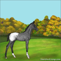 Horse Color:Blue Roan Snowcap Rabicano 