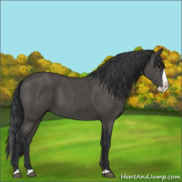Horse Color:Black Splash 