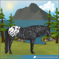 Horse Color:Black Blanket 